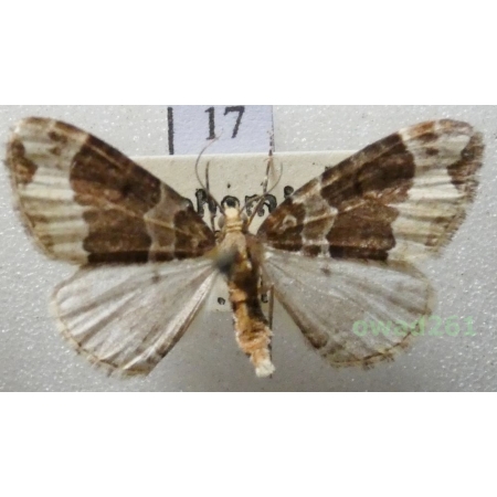 Ecliptopera capitata (Herrich-Schäffer, 1839) Czech17